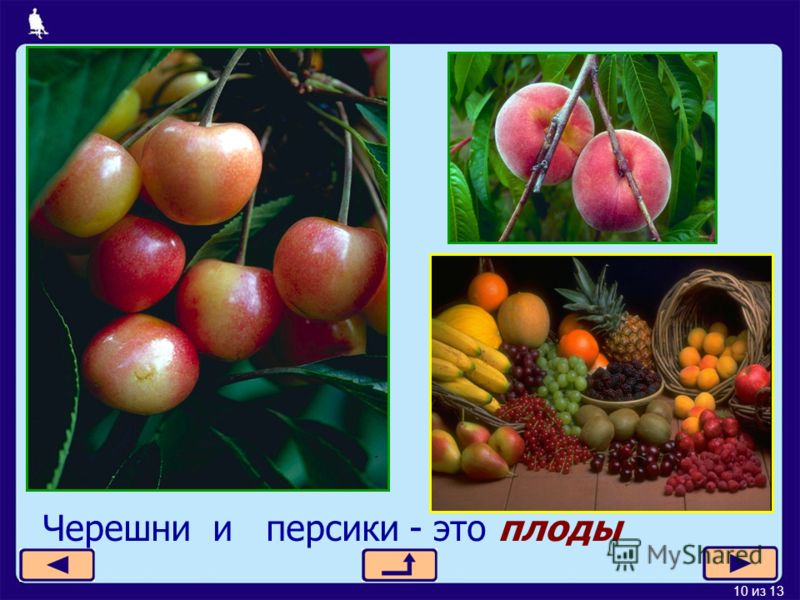 10 из 13 Черешни и персики - это плоды