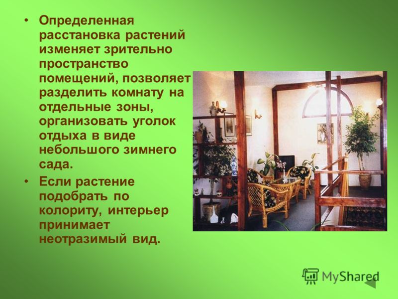 Проект на тему комнатные растения в интерьере Проект на тему комнатные растения в интерьере