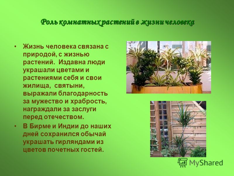 Сочинение Значение Растений В Природе Сочинение Значение Растений В Природе