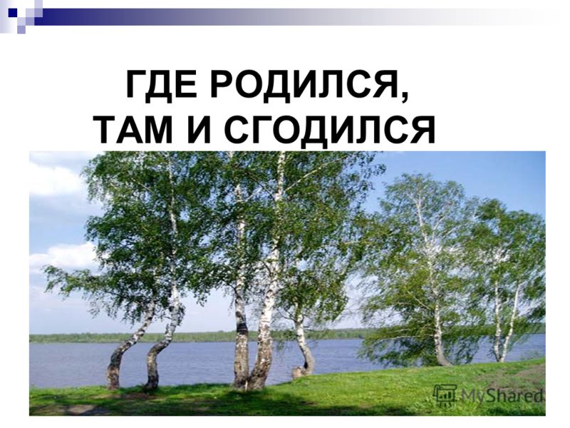 Где родился там и сгодился конкурс Где родился там и сгодился конкурс