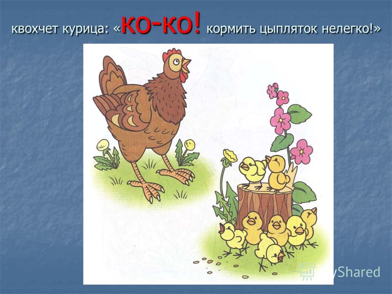 квохчет курица: « ко-ко! кормить цыпляток нелегко!»