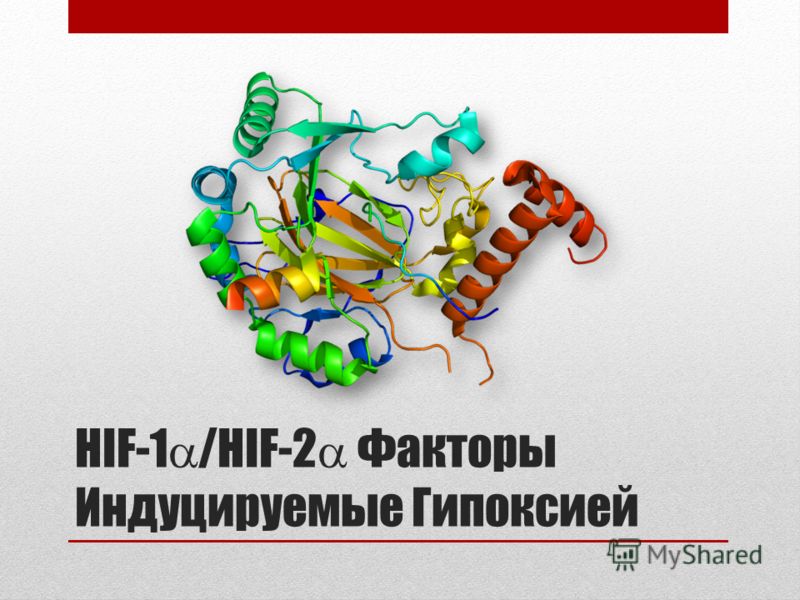 HIF-1 /HIF-2 Факторы Индуцируемые Гипоксией