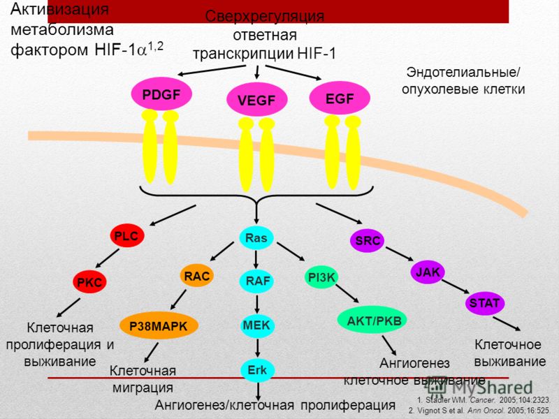 Активизация метаболизма фактором HIF-1 1,2 1. Stadler WM. Cancer. 2005;104:2323. 2. Vignot S et al. Ann Oncol. 2005;16:525. Эндотелиальные/ опухолевые клетки PDGFVEGFEGF RasRAF MEK Erk Ангиогенез/клеточная пролиферация PLC RAC P38MAPK Клеточная мигра