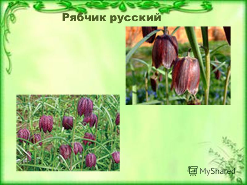 Тюльпан двуцветный Рябчик русский