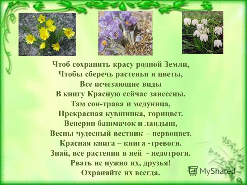 Стих на тему растение Стих на тему растение