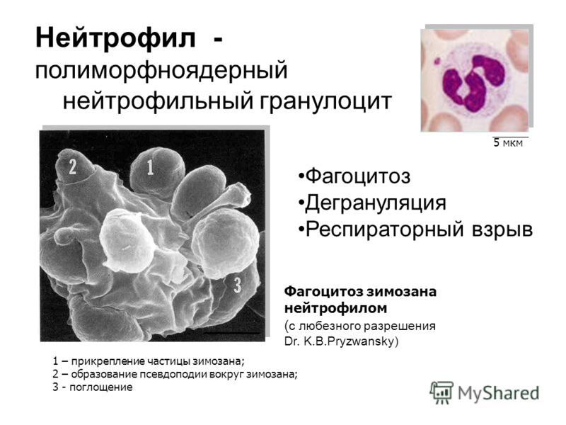 Нейтрофил - полиморфноядерный нейтрофильный гранулоцит Фагоцитоз Дегрануляция Респираторный взрыв Фагоцитоз зимозана нейтрофилом ( с любезного разрешения Dr. K.B.Pryzwansky) 5 мкм 1 – прикрепление частицы зимозана; 2 – образование псевдоподии вокруг 