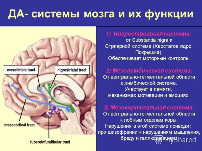 ДА- системы мозга и их функции 1)Нигростриарная система: от Substantia nigra к Стриарной системе (Хвостатое ядро, Покрышка). Обеспечивает моторный контроль. 2) Мезолимбическая система: От вентрально-тегментальной области к лимбической системе. Участв