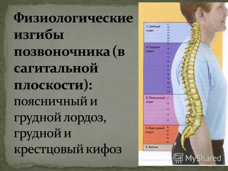 Болит левый бок ближе к спине у мужчин