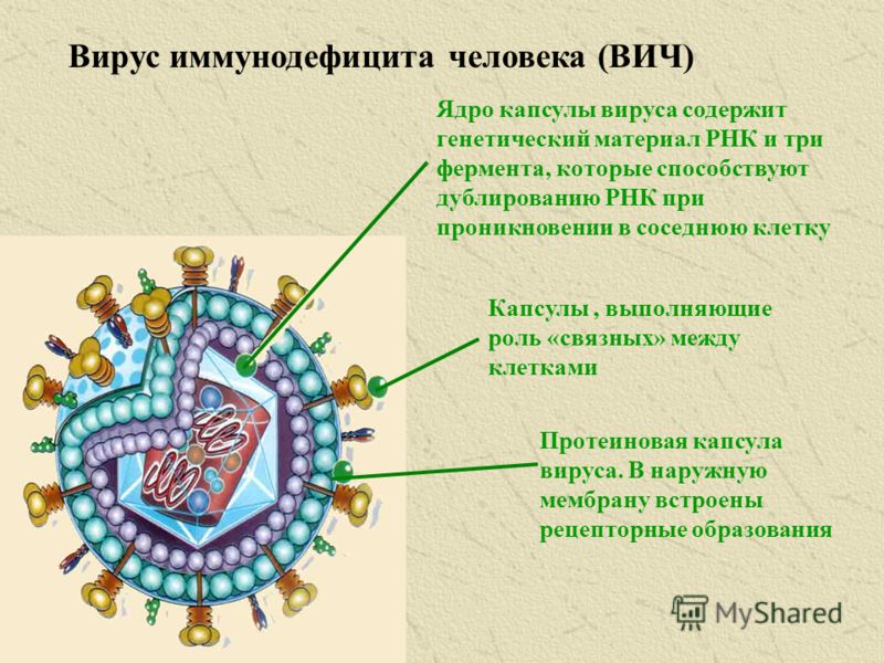 Возбудитель болезни Вирус иммунодефицита человека (ВИЧ), который обладает уникальной способностью к изменчивости, которая в 5 раз превышает таковую вируса гриппа и в 100 раз больше, чем у вируса гепатита В.
