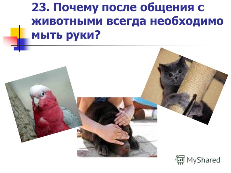 23. Почему после общения с животными всегда необходимо мыть руки?