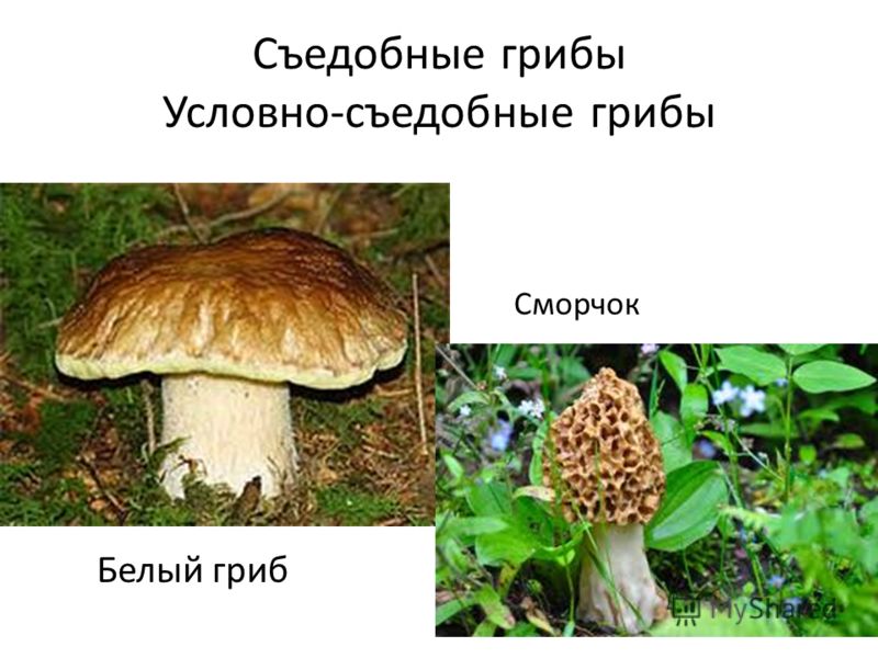 Съедобные грибы Условно-съедобные грибы Белый гриб Сморчок