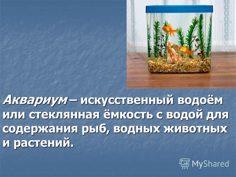 Аквариум – искусственный водоём или стеклянная ёмкость с водой для содержания рыб, водных животных и растений.