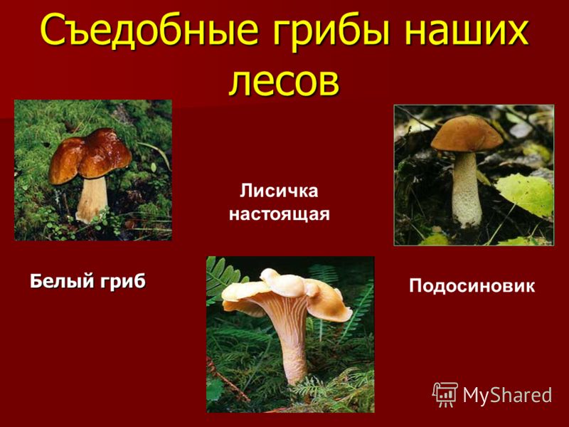 грибы лисички фото съедобные онлайн грибы лисички фото съедобные