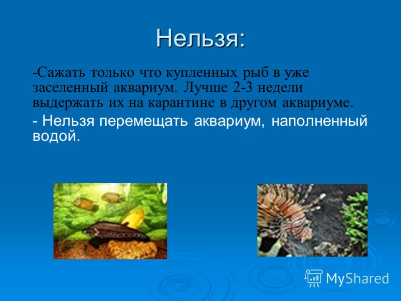 Уход за аквариум цепь питания Уход за аквариум цепь питания