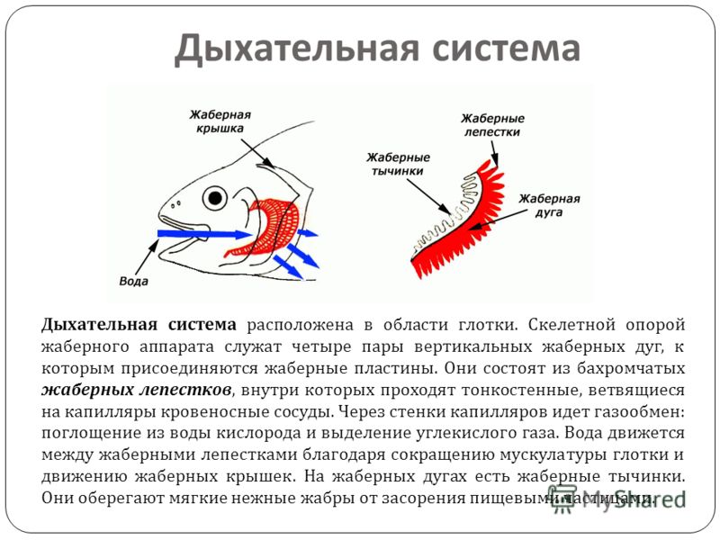 Проект Дыхательная Система У Рыб 4 Класс Скачать