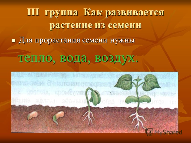 Удобрение из дрожжей для перцев Удобрение из дрожжей для перцев
