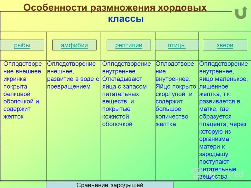 Классы хордовых животных таблица