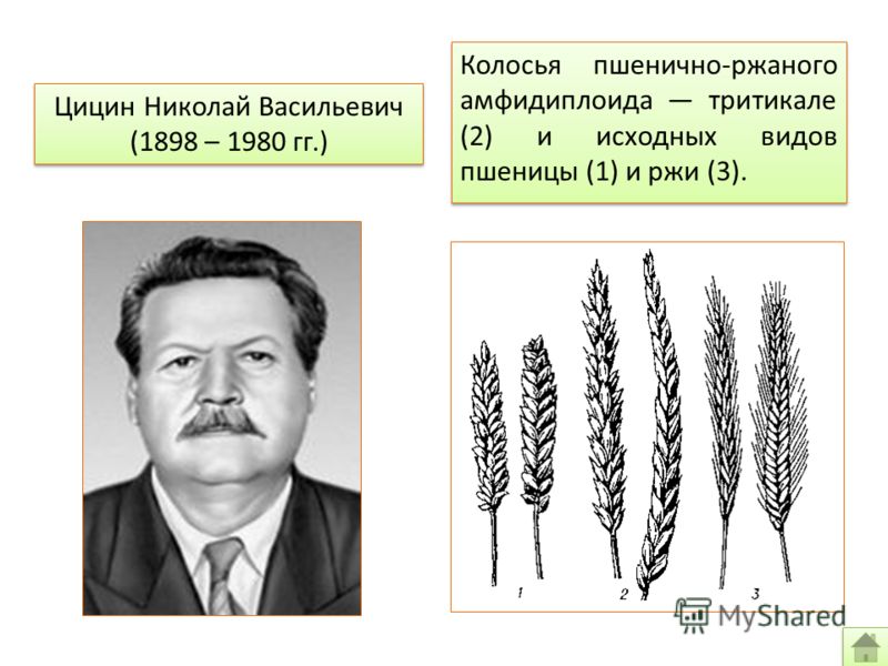 Цицин Николай Васильевич (1898 – 1980 гг.) Колосья пшенично-ржаного амфидиплоида тритикале (2) и исходных видов пшеницы (1) и ржи (3).