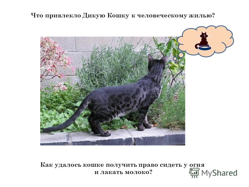 Прическа роза из волос Офисный набор на стол. Лучший подарок мужчине! купить в