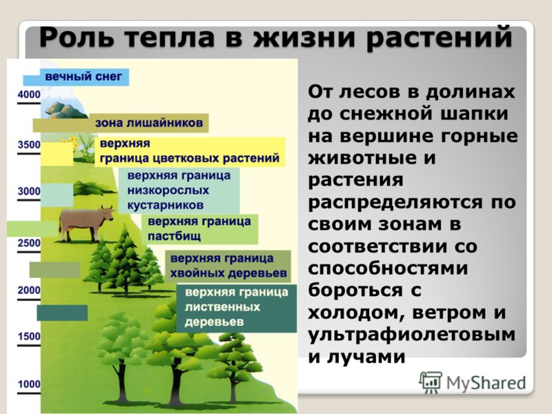 Тепло в жизни растений реферат 1280