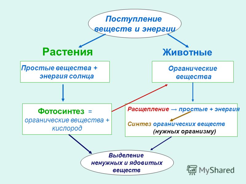 Реферат На Тему Обмен Веществ У Животных Реферат На Тему Обмен Веществ У Животных