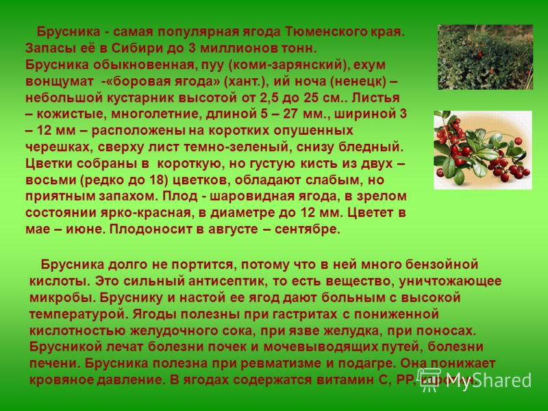 Брусника - самая популярная ягода Тюменского края. Запасы её в Сибири до 3 миллионов тонн. Брусника обыкновенная, пуу (коми-зарянский), ехум вонщумат -«боровая ягода» (хант.), ий ноча (ненецк) – небольшой кустарник высотой от 2,5 до 25 см.. Листья – 