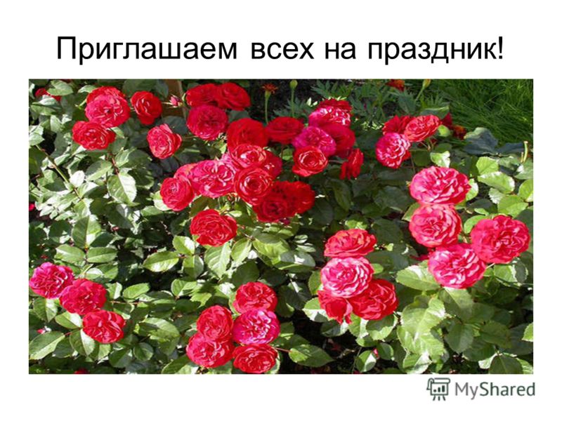 Как проходит Всемирный день детской книги в 2019 году Как проходит Всемирный день детской книги в 2019 году