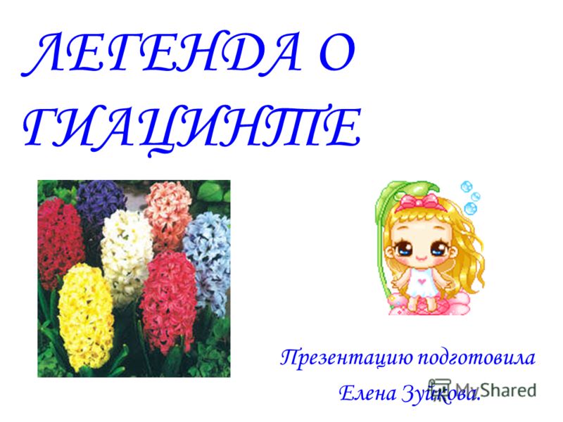Легенда о гиацинте Легенда о гиацинте