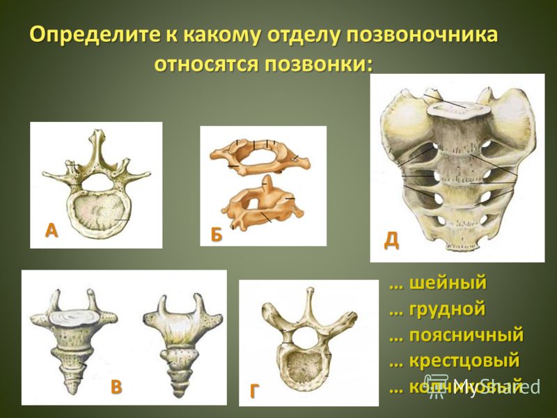 Строение Позвонка Человека Фото