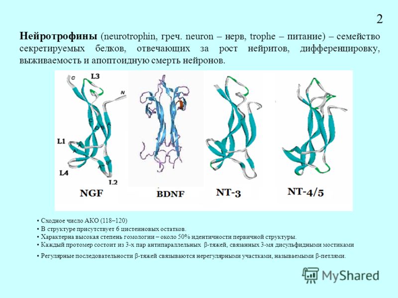 Нейротрофины (neurotrophin, греч. neuron – нерв, trophe – питание) – семейство секретируемых белков, отвечающих за рост нейритов, дифференцировку, выживаемость и апоптоидную смерть нейронов. Сходное число АКО (118–120) В структуре присутствует 6 цист
