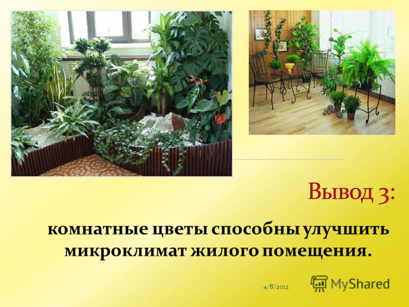 4/8/2012 комнатные цветы способны улучшить микроклимат жилого помещения.