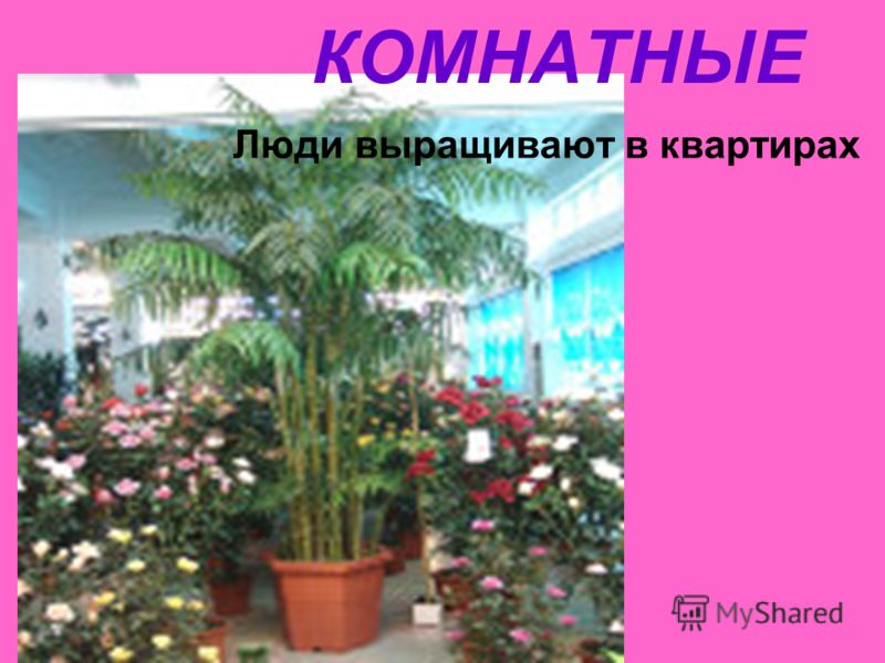 Названия цветов Названия цветов