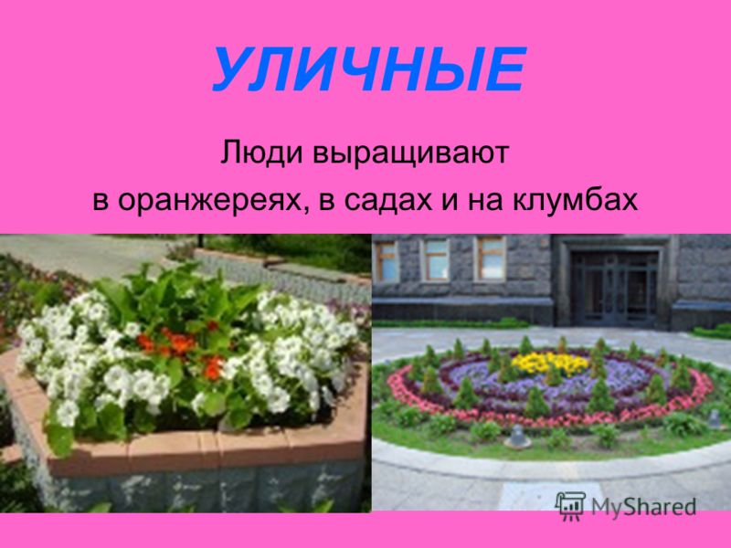 Комнатные растения Украина, цветы по каталогу Запорожье 55 Комнатные растения Украина, цветы по каталогу Запорожье 94