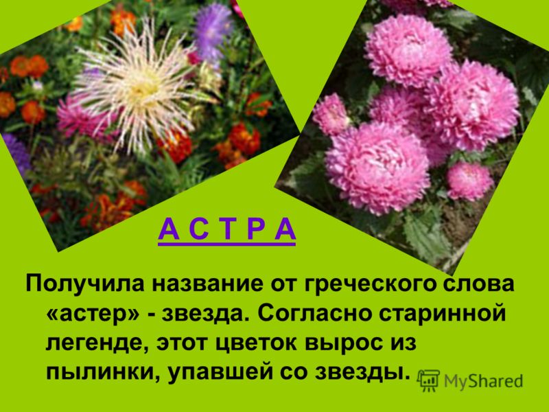 Названия цветов Названия цветов