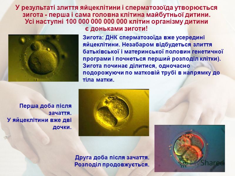У результаті злиття яйцеклітини і сперматозоїда утворюється зигота - перша і сама головна клітина майбутньої дитини. Усі наступні 100 000 000 000 000 клітин організму дитини є доньками зиготи! Зигота: ДНК сперматозоїда вже усередині яйцеклітини. Неза