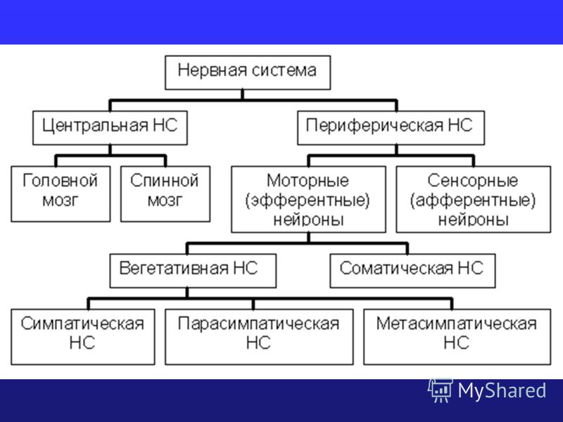 Плакат "Общая организация периферической нервной системы" (вид спереди) (490*650