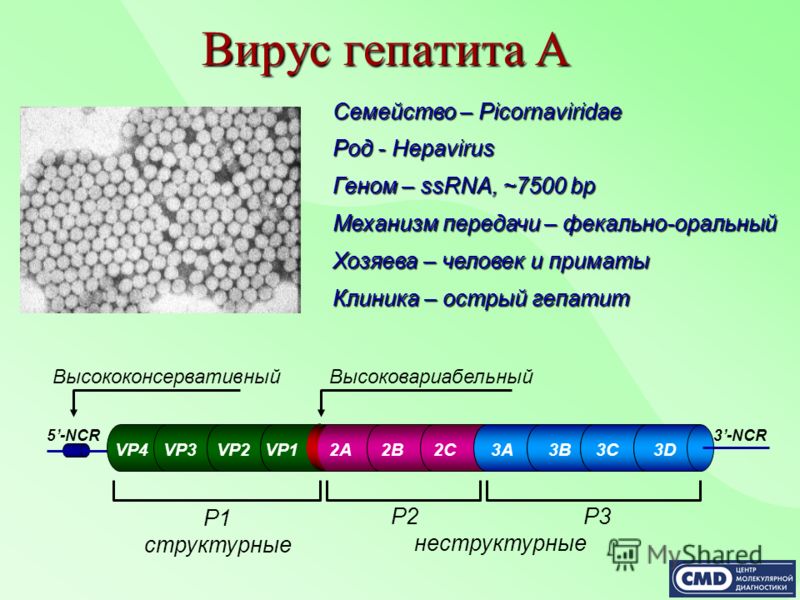 Вирус гепатита А Семейство – Picornaviridae Род - Hepavirus Геном – ssRNA, ~7500 bp Механизм передачи – фекально-оральный Хозяева – человек и приматы Клиника – острый гепатит Высоковариабельный P1 структурные P2 P3 неструктурные Высококонсервативный 