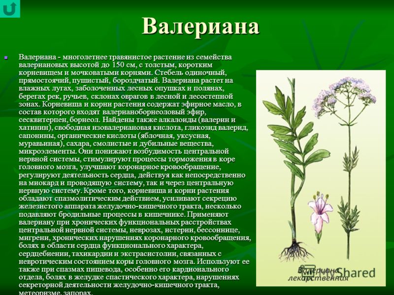 Валерьяна растение посадка и уход Валерьяна растение посадка и уход