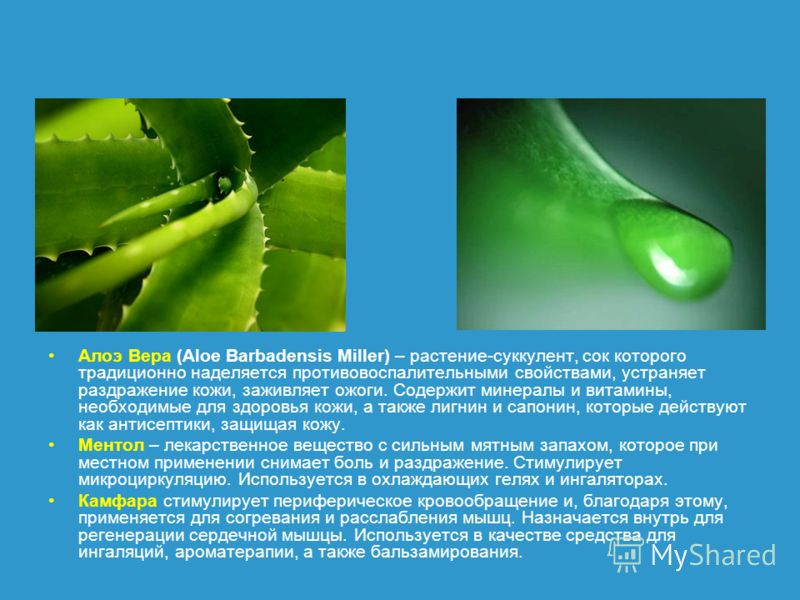 Алоэ Вера (Aloe Barbadensis Miller) – растение-суккулент, сок которого традиционно наделяется противовоспалительными свойствами, устраняет раздражение кожи, заживляет ожоги. Содержит минералы и витамины, необходимые для здоровья кожи, а также лигнин 
