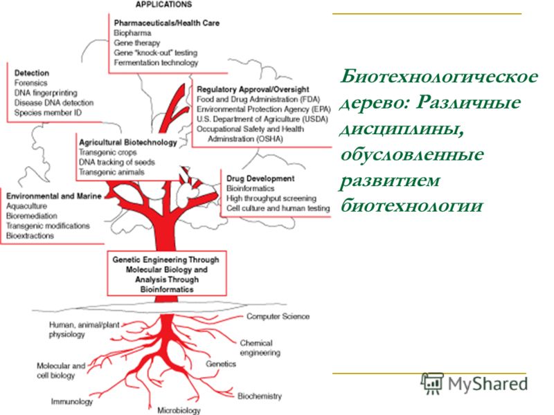 Биотехнологическое дерево: Различные дисциплины, обусловленные развитием биотехнологии