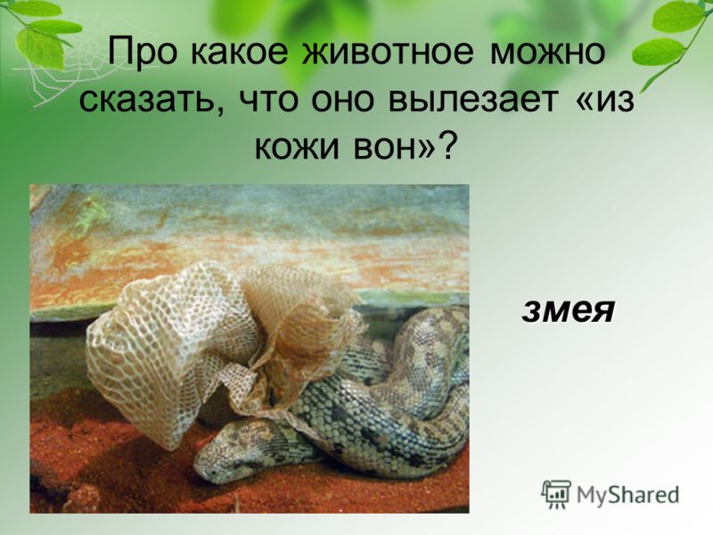 Цветок имеет женское мужское имя Цветок имеет женское мужское имя