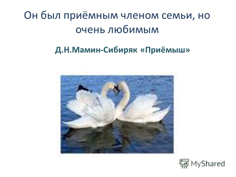 Стаффорд и уход за ними Стаффорд и уход за ними