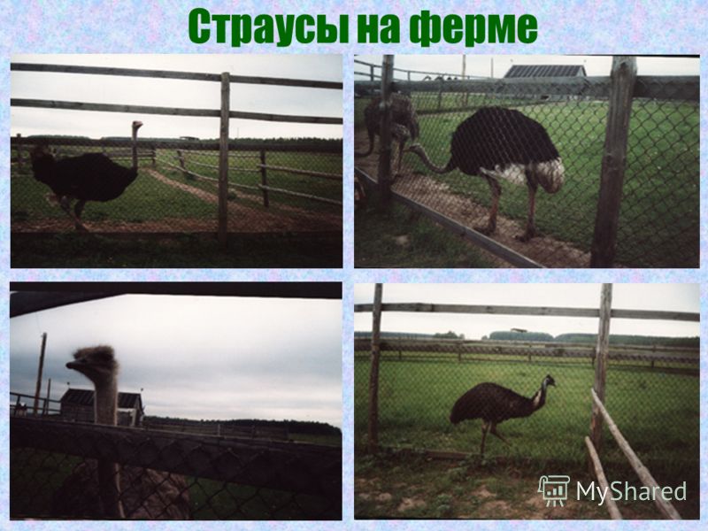 Выращивание страусов в домашних условиях с нуля с чего начать 14