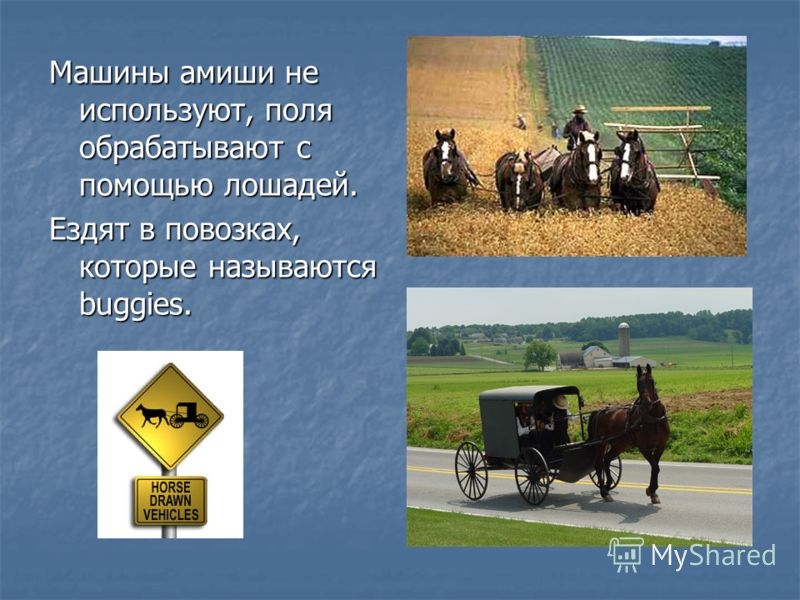 Машины амиши не используют, поля обрабатывают с помощью лошадей. Ездят в повозках, которые называются buggies.