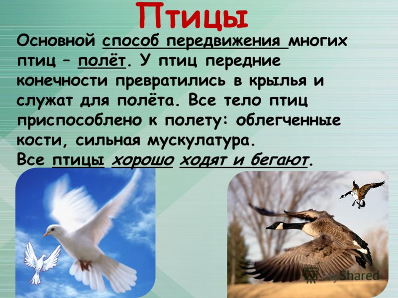Особенности полета птиц с чем они связаны Особенности полета птиц с чем они связаны