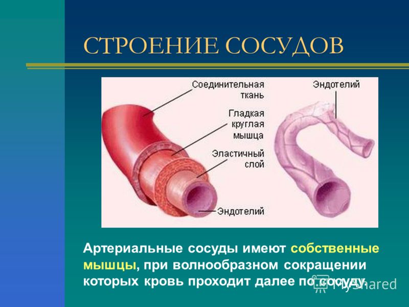 СТРОЕНИЕ СОСУДОВ Артериальные сосуды имеют собственные мышцы, при волнообразном сокращении которых кровь проходит далее по сосуду.