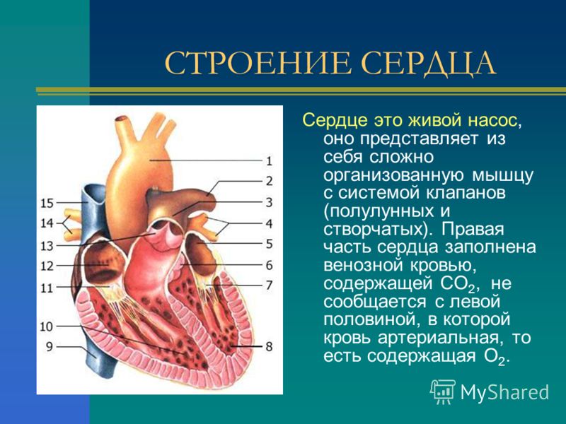 СТРОЕНИЕ СЕРДЦА Сердце это живой насос, оно представляет из себя сложно организованную мышцу с системой клапанов (полулунных и створчатых). Правая часть сердца заполнена венозной кровью, содержащей СО 2, не сообщается с левой половиной, в которой кро