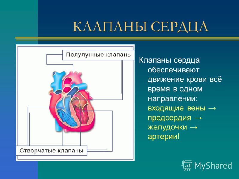 КЛАПАНЫ СЕРДЦА Клапаны сердца обеспечивают движение крови всё время в одном направлении: входящие вены предсердия желудочки артерии!