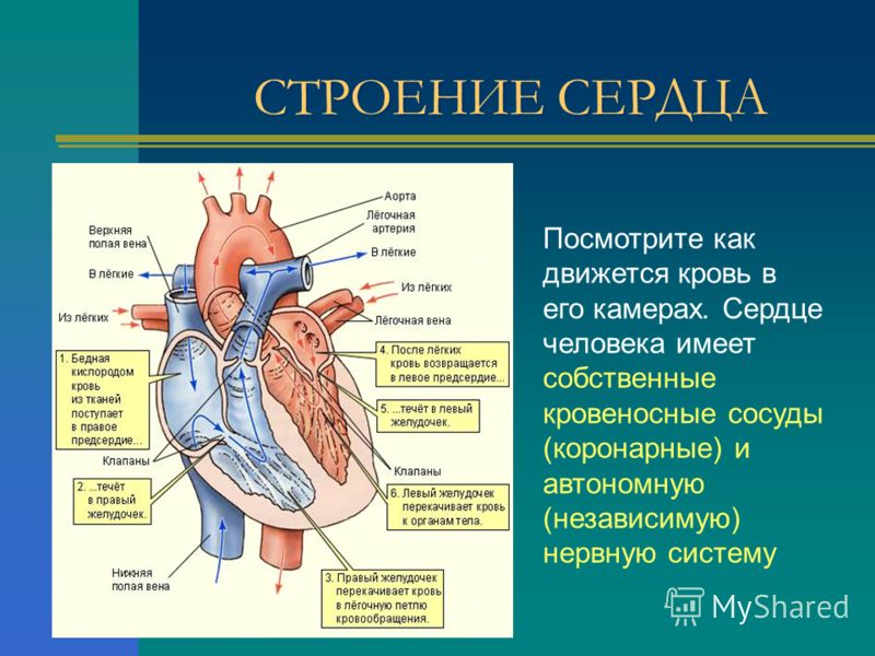 СТРОЕНИЕ СЕРДЦА Посмотрите как движется кровь в его камерах. Сердце человека имеет собственные кровеносные сосуды (коронарные) и автономную (независимую) нервную систему