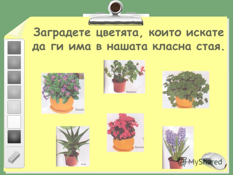 Заградете цветята, които искате да ги има в нашата класна стая.